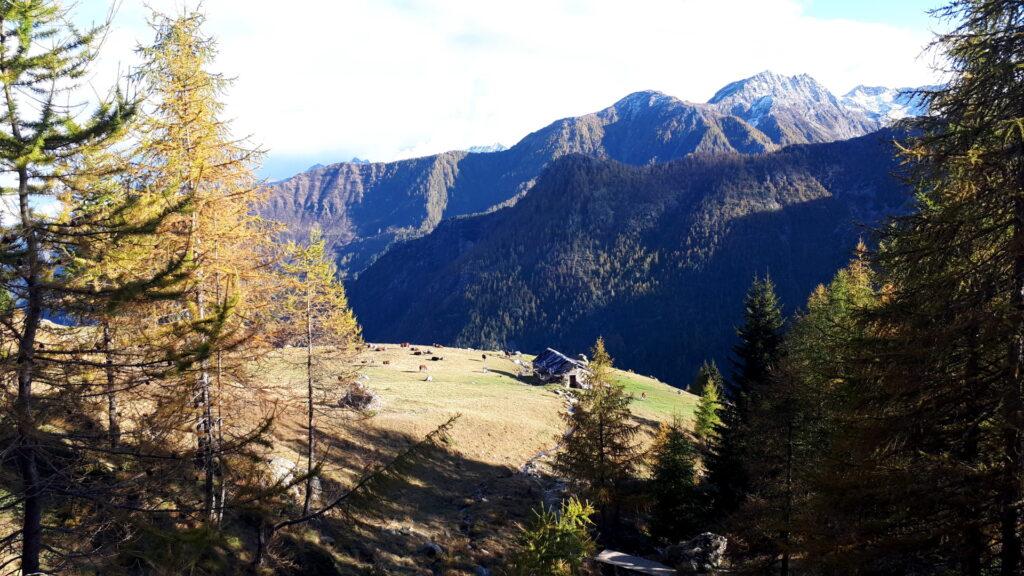 tornando verso la macchina, l'alpeggio si è popolato di mucche!