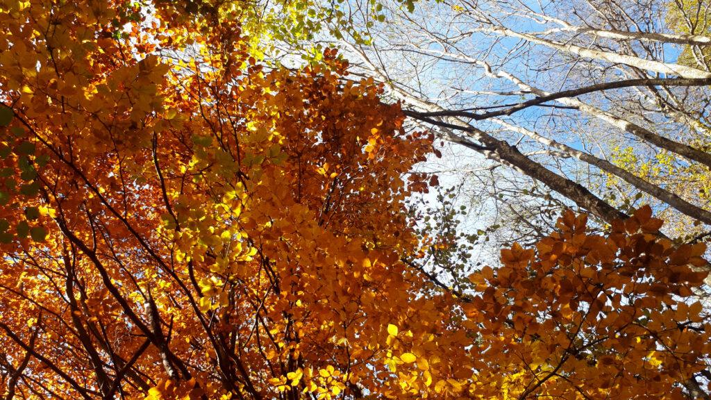 la bellezza del bosco d'autunno