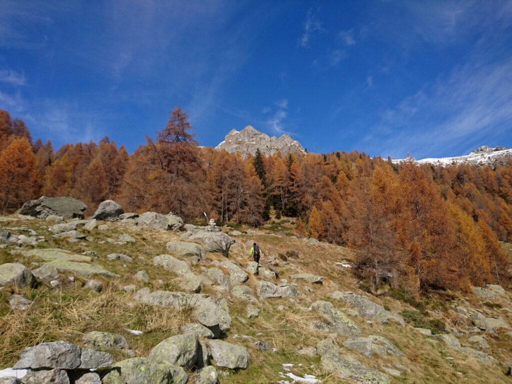 seguiamo gli ometti, puntando all'ultimo tratto di bosco, ormai tutte conifere, che dovremo attraversare