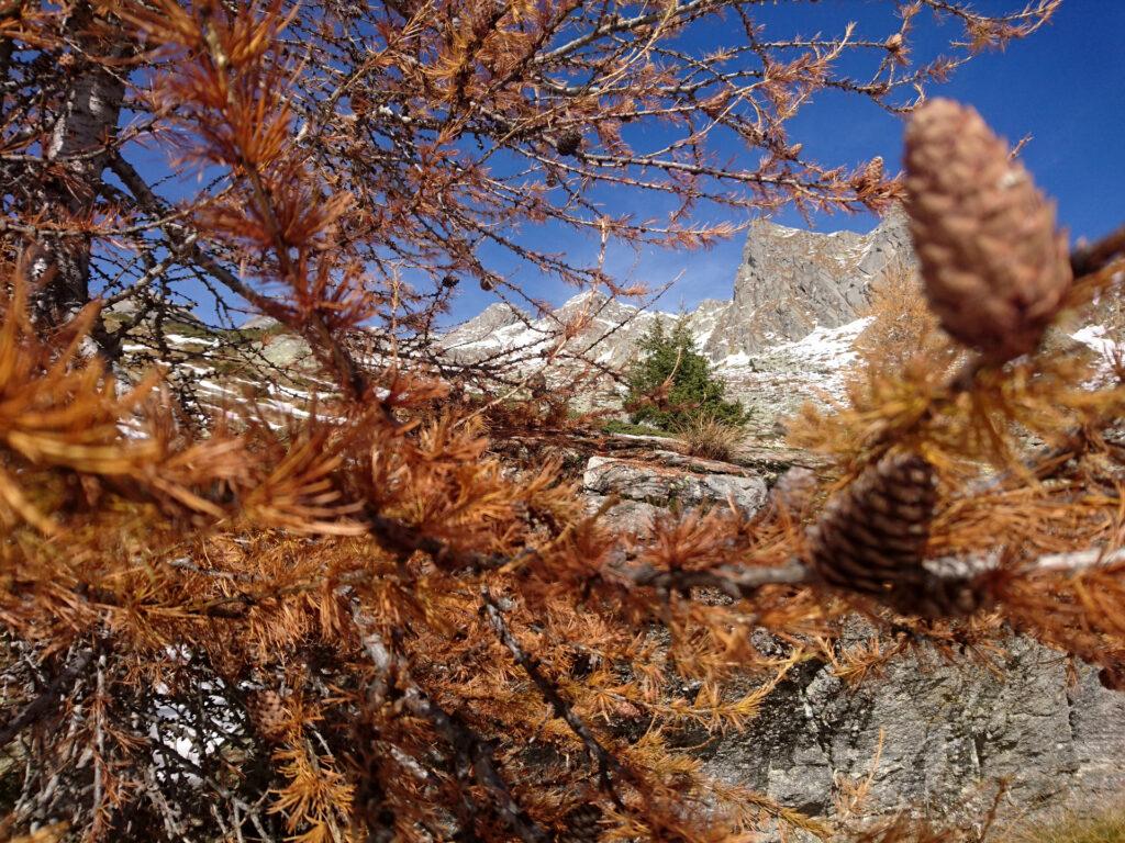 ultimi alberi ad alto fusto