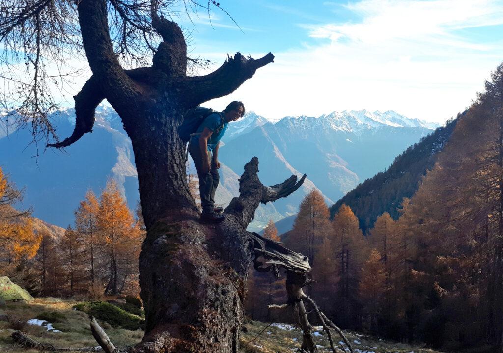 morto in piedi bellissimo (l'albero... ovviamente!)