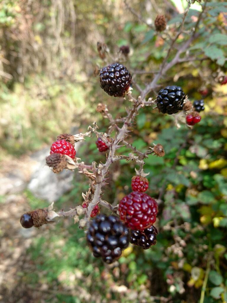 il sentiero si snoda tra piante di more... che son belle e buone, ma sempre di rovi si tratta!