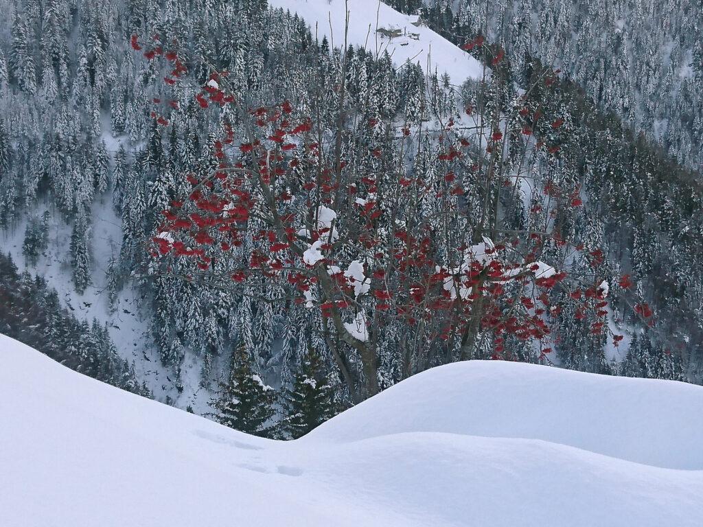 la bellezza della pyracantha in inverno