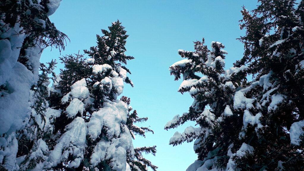 gli alberi carichi di neve sono puro stupore (e scaricano... occhio!)