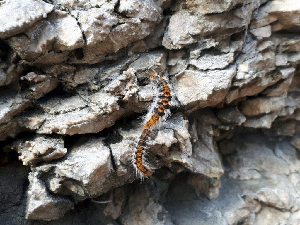 Quest&#039;inverno è pieno di processionaria ovunque. Bisogna stare attenti a dove si mettono le mani e i piedi
