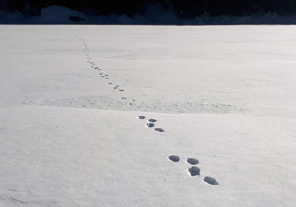 Orme di bestiola sul lago. Probabilmente una volpina