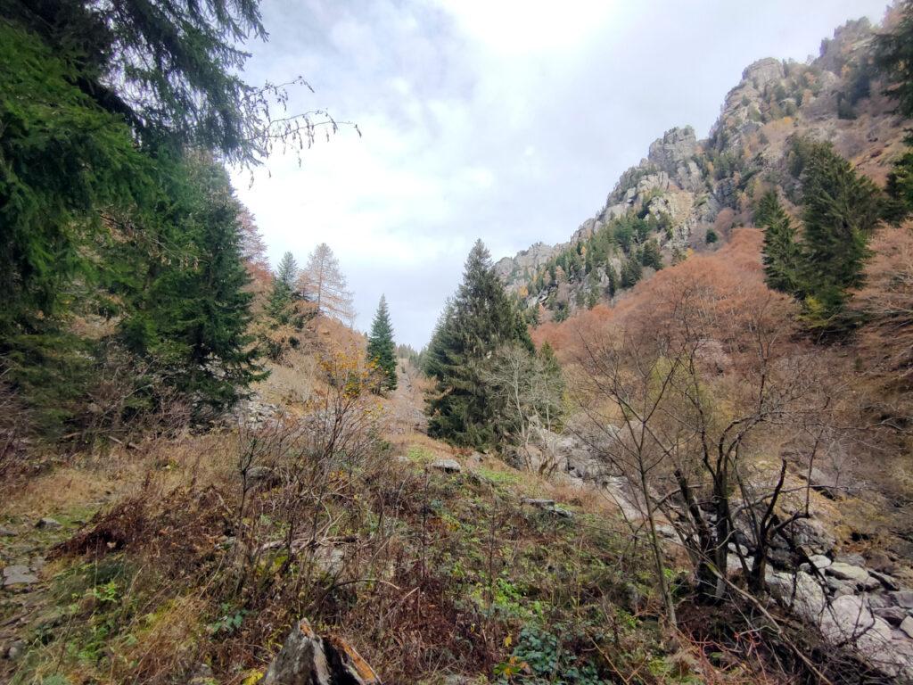 In uscita dal bosco