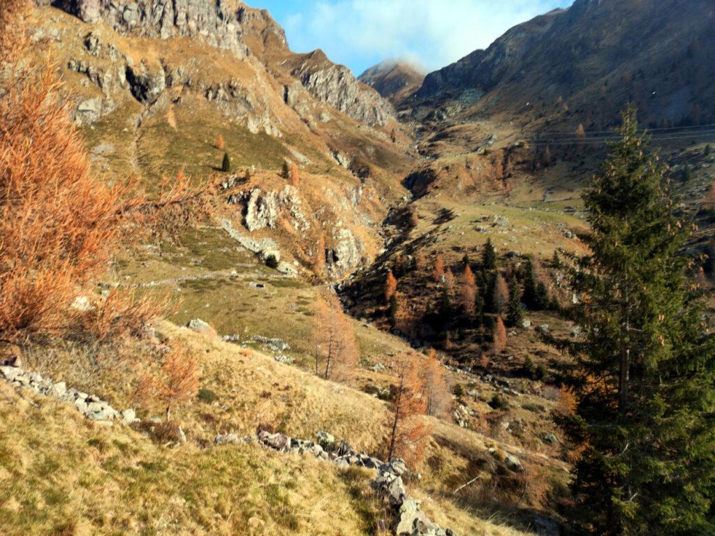 Usciti dal bosco