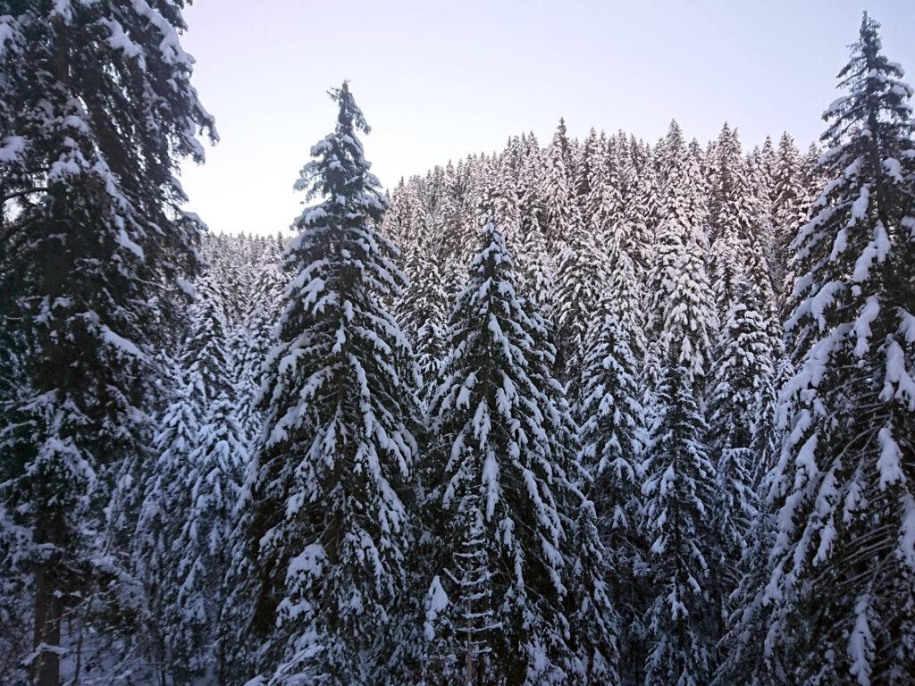 la meraviglia del bosco dopo le recenti nevicate