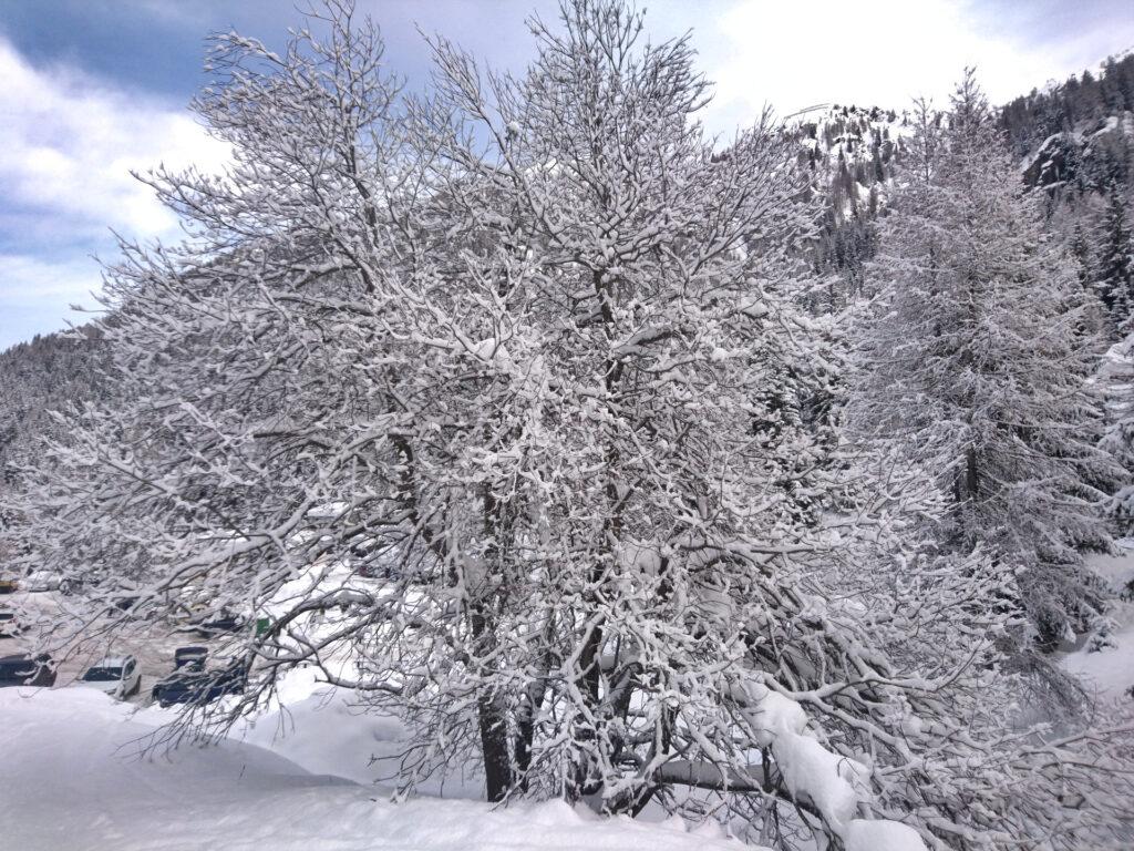 Ieri notte ha fatto 10-15 cm e gli alberi sono uno spettacolo già al parcheggio di Pescegallo