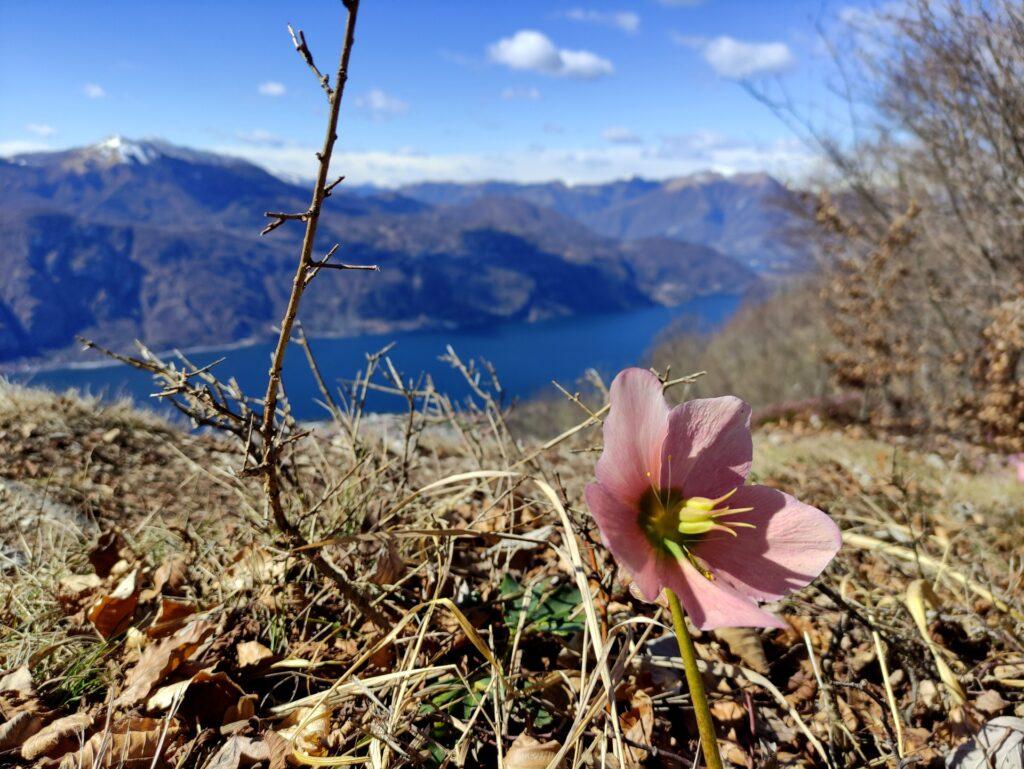 elleboro e lago di Como