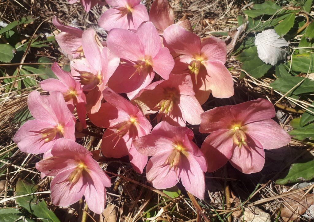 l'avete capito che la "rosa di natale" ci piace un sacco?!