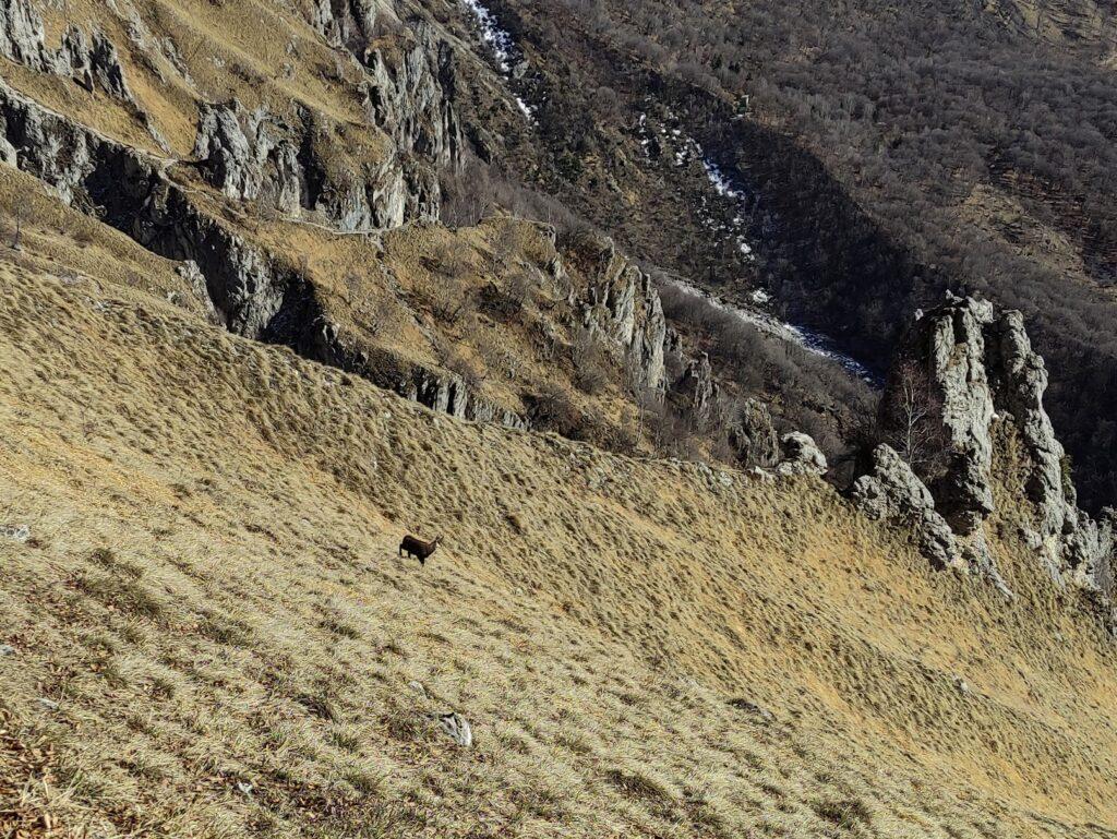 camoscio solitario che ci guarda da distanza di sicurezza