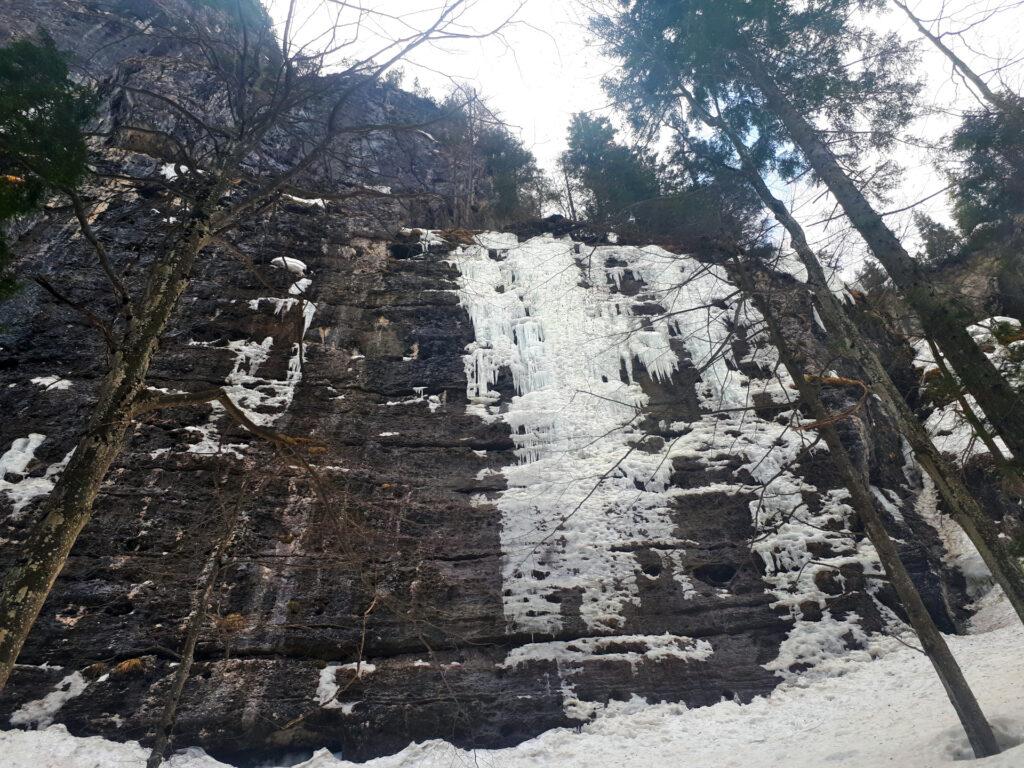 superata la stazione bassa della teleferica a servizio del Brentei si sale per bosco più o meno verticalmente, tenendosi alla larga dalle bastionate coperte dal ghiaccio (il sentiero non è visibile in questa stagione)