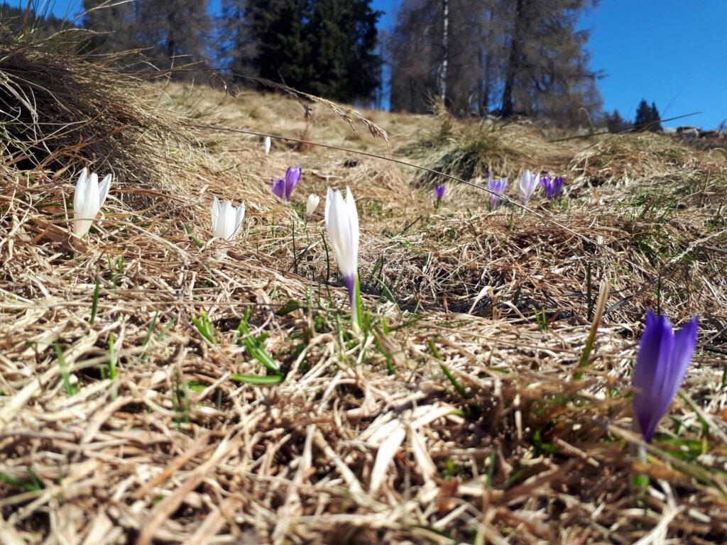 crocus che stanno per sbocciare: sono ovunque