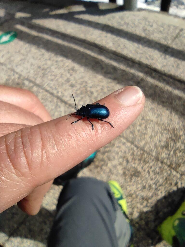 Bestiole del rifugio ;)