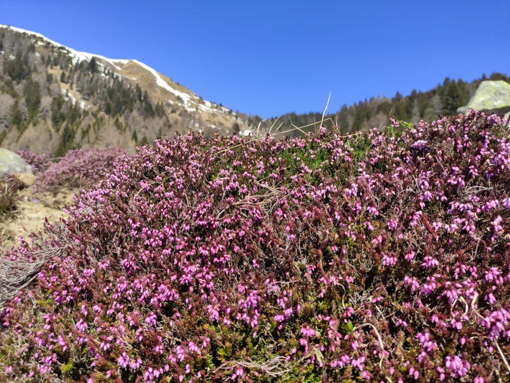 distese di erica, ancora non bruciata dal sole