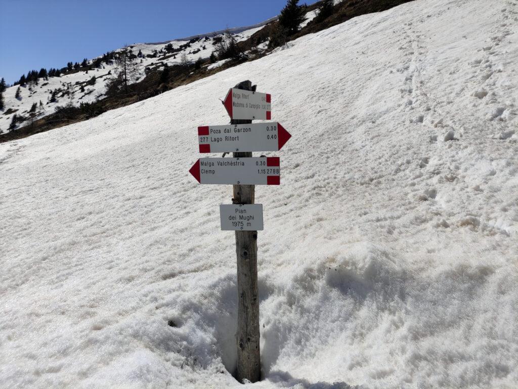 il crocevia di Pian dei Mughi: da qui è tutta neve fino a Malga Ritorto