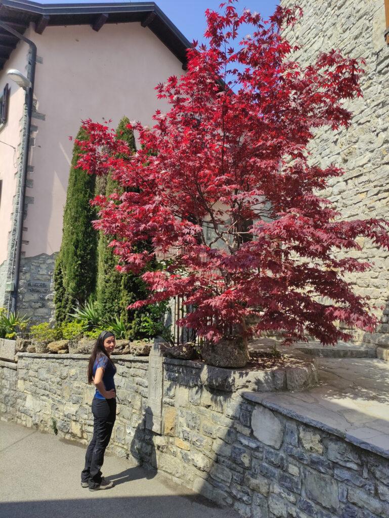 le case ristrutturate recentissimamente del borghetto di Previtali (ma quest&#039;acero è bellissimo!)