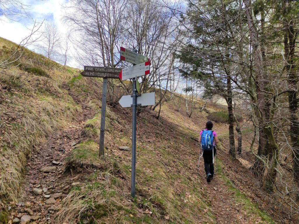 Poco prima di sbucare all'Alpe Curgei. Proseguiamo dritti verso Pian Cavallone