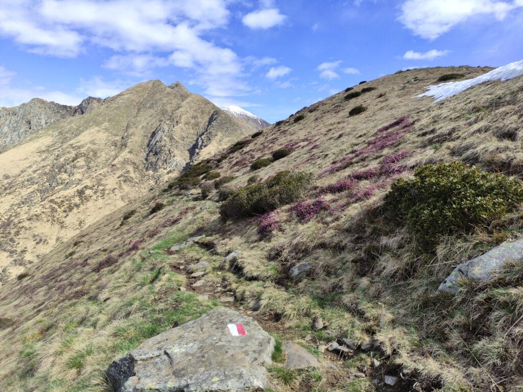 La prima parte del traverso è pieno di erica e di rododendri