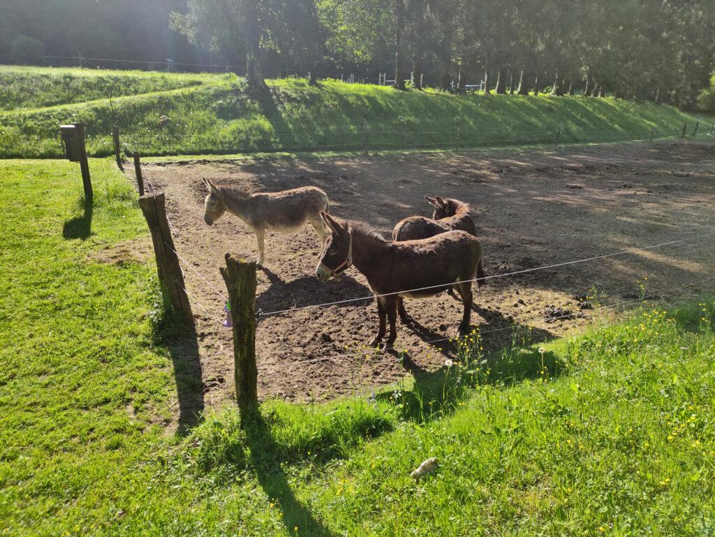 Passiamo accanto agli asinelli dell'agriturismo Ferdy