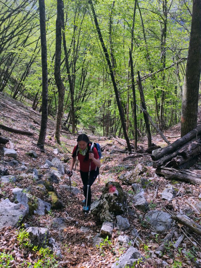 Il bosco sale ripido ma la traccia in questa parte è sempre evidente e ben segnata da bolli rossi