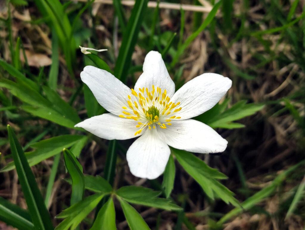 Dettaglio di uno dei mille fiori incontrati lungo il percorso