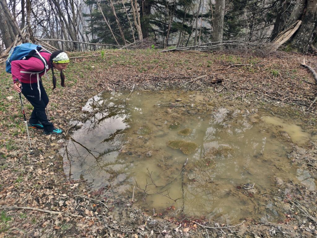 Una pozzanghera brulicante di vita lungo la discesa che riporta al passo