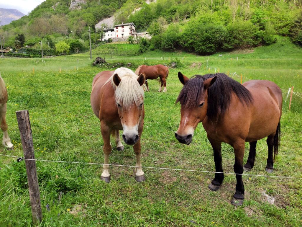 Si prende poi una ciclabile che passa accanto a questi bei cavalli fino a rientrare all&#039;agriturismo Ferdy
