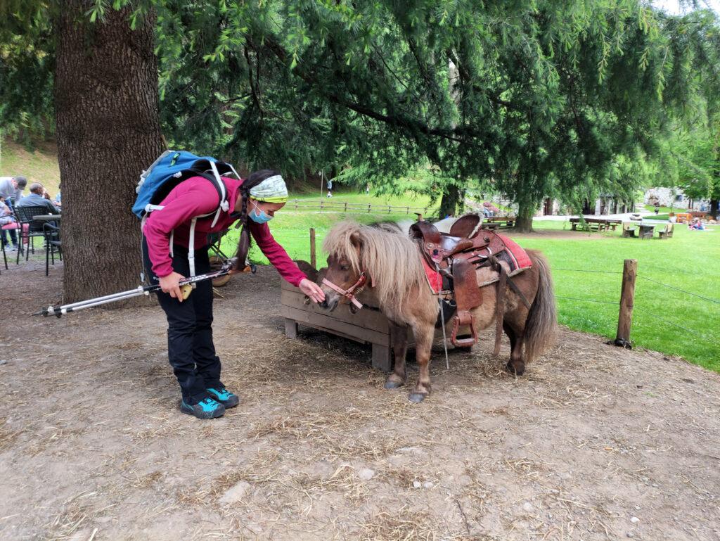 Uno dei pony dell'agriturismo che porta a spasso i bambini