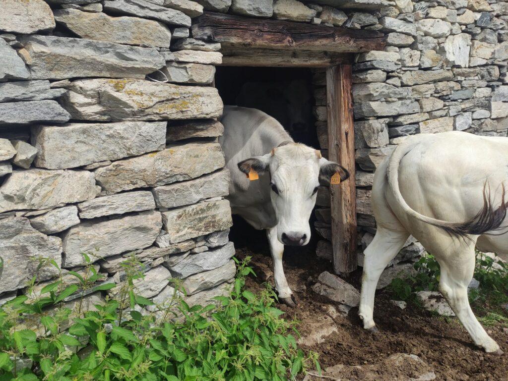 altra alpe, altre mucche: tutte fuori dalla stalla per vedere i due bipedi intrusi!