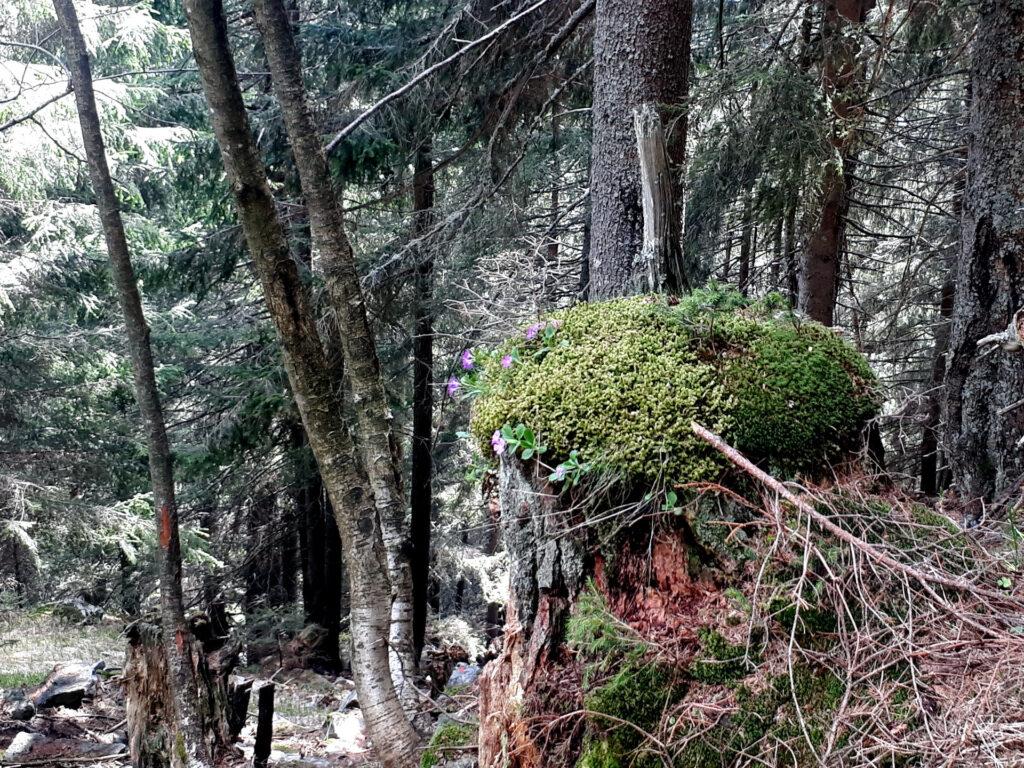 il sentiero sale dritto per dritto, in un bosco bellissimo e pieno di vita