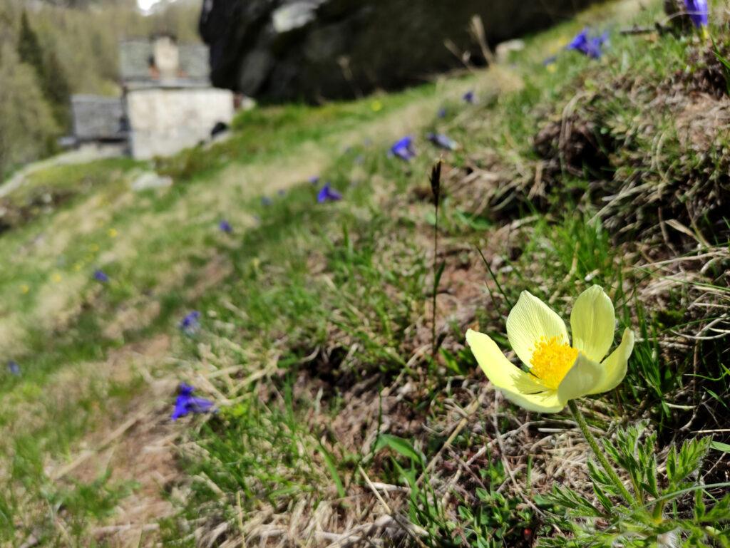 fioriture all'alpe Solcio