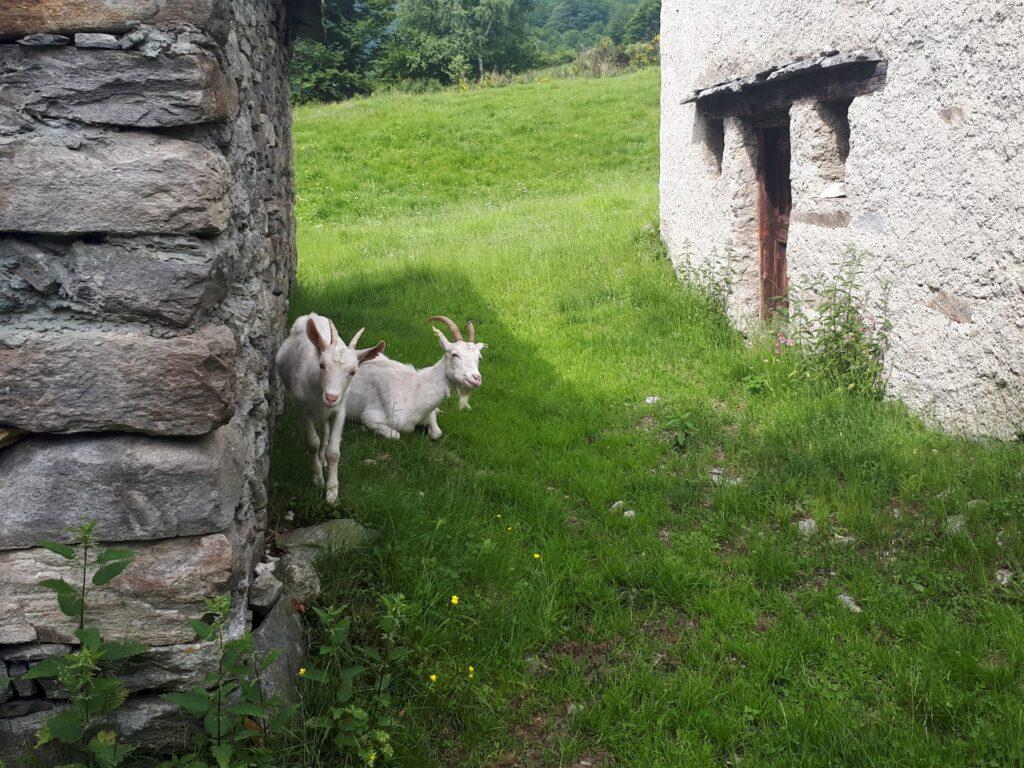 mamma capra e un capretto timido