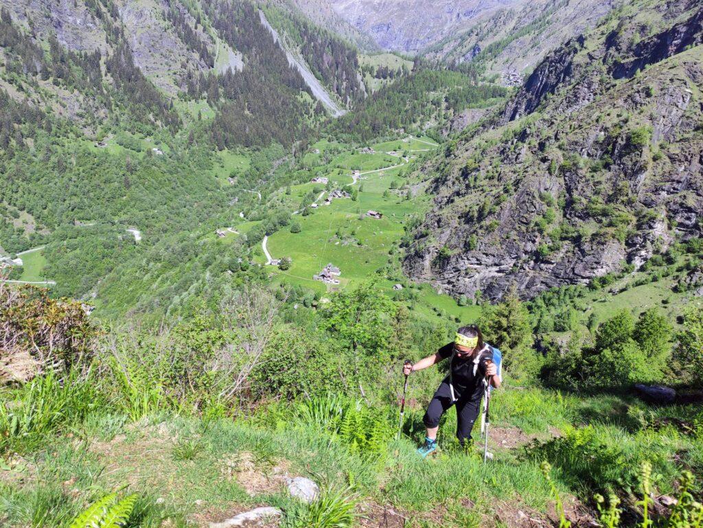 Erica lungo la ripida rimonta nel bosco con l'alpe Campo sullo sfondo