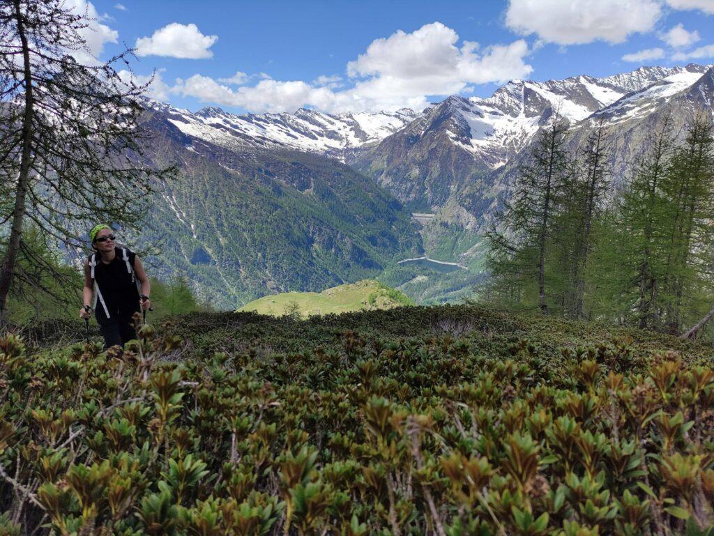 Tra un mese questa foto sarebbe stata da incorniciare con tutti i rododendri in fiore!