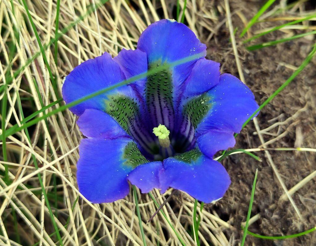 Macro di una genziana