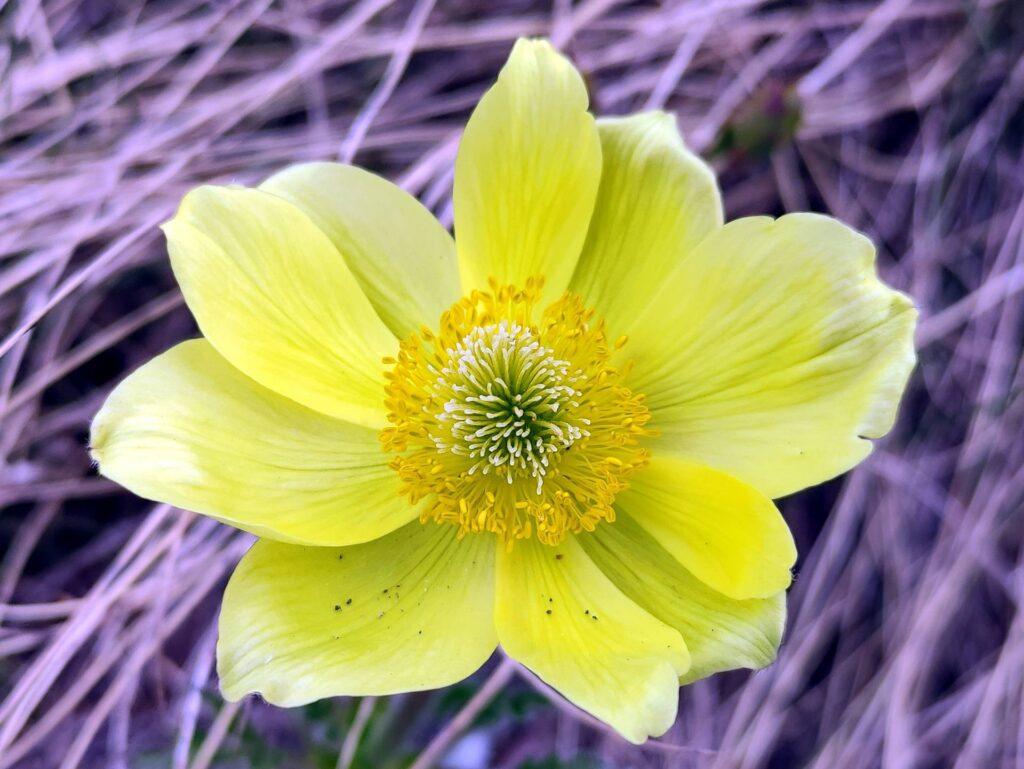 Macro di un anemone