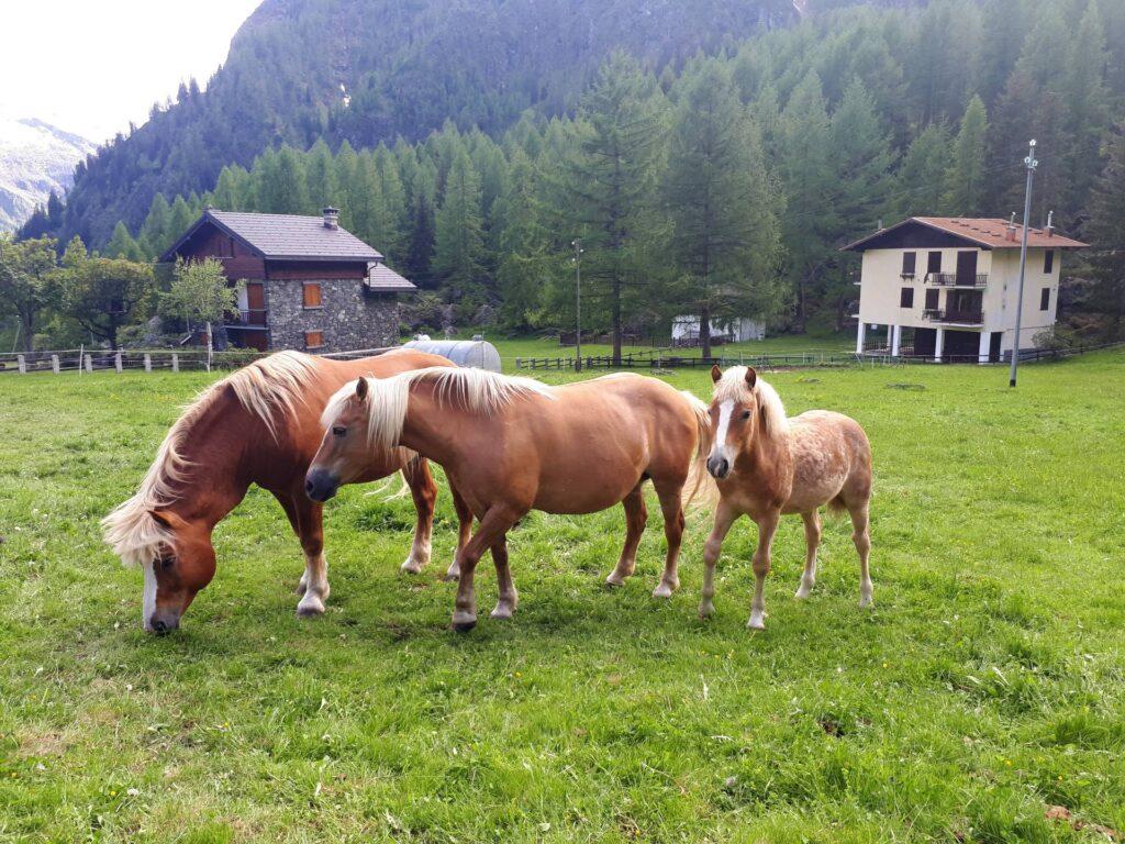 I cavalli del Rifugio Novara all'Alpe Cheggio dove ci siamo fermati a mangiare un boccone dopo la gita