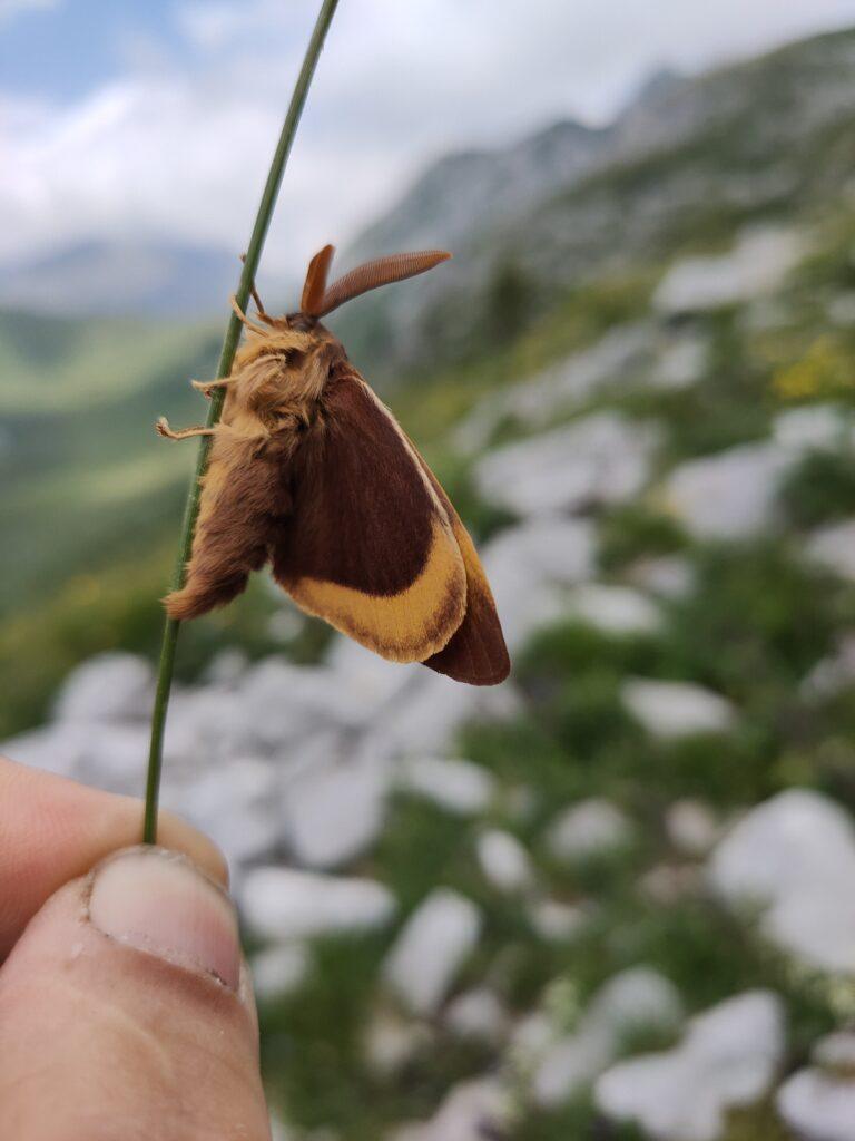 farfalla pelosa