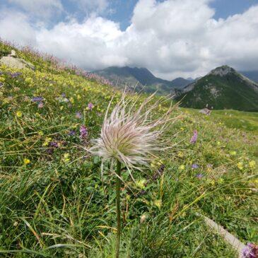 Sentiero dei Fiori e Corna Piana