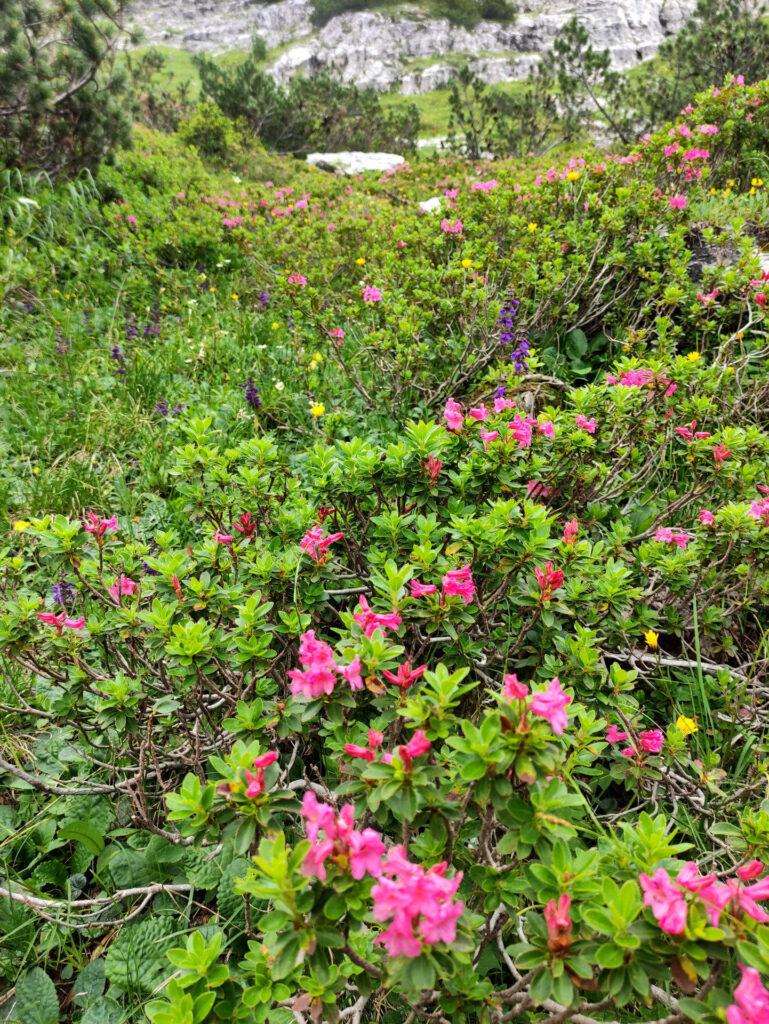 Siamo in piena fioritura dei rododendri lungo il sentiero per il Brentei!