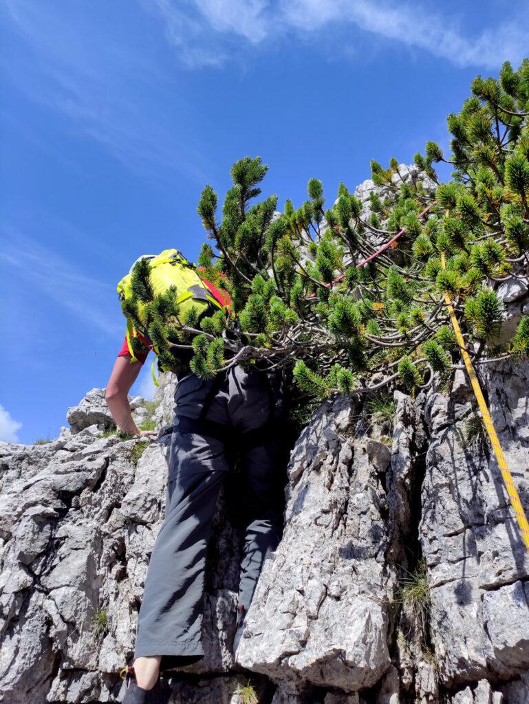 Marco si complica la vita passando in mezzo a un mugo per uscire dalla via