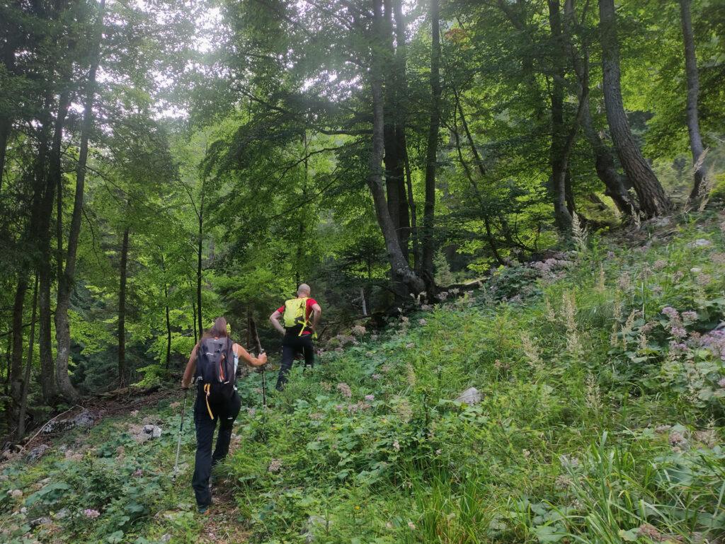 il primo tratto di sentiero nel bosco, dopo aver abbandonato la forestale, è poco visibile