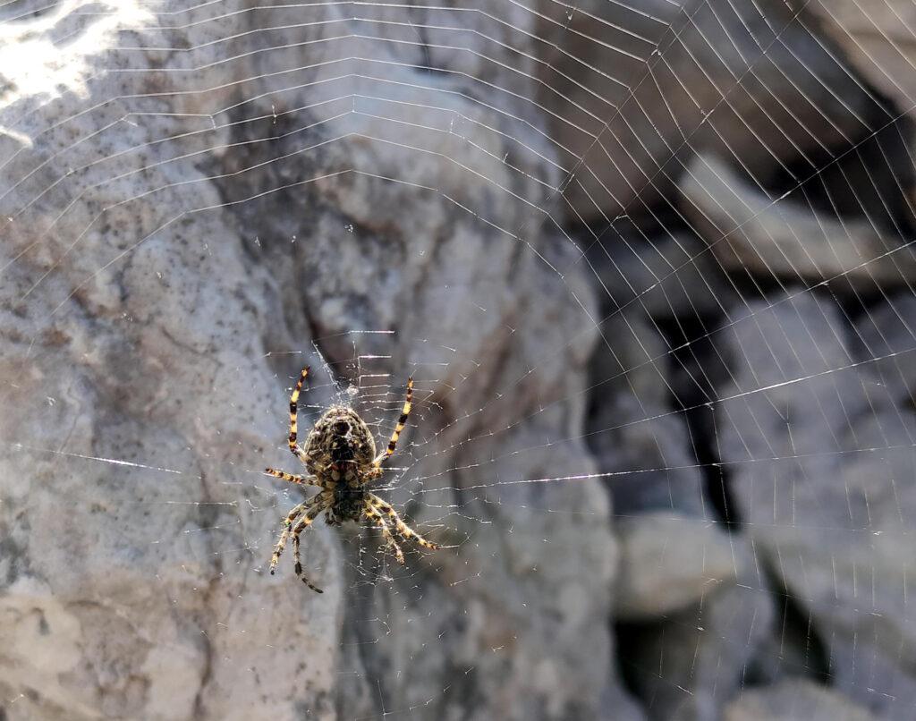 ragno dolomitico: non disturbiamo e passiamo oltre