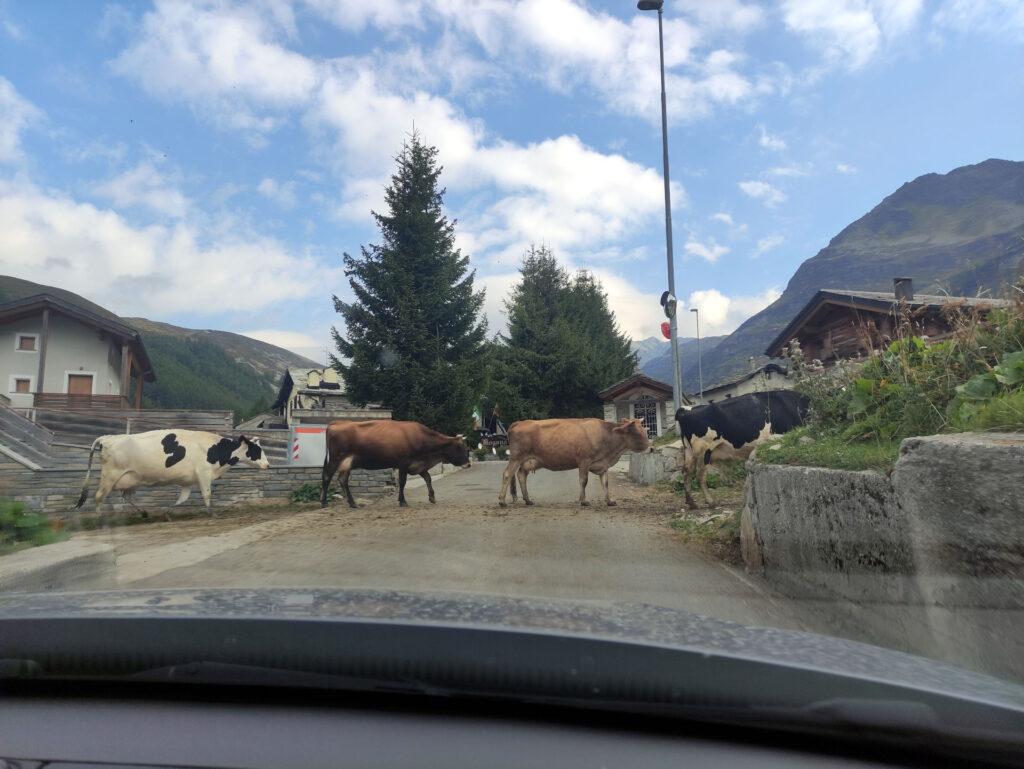 sbarramento muccoso per arrivare al parcheggio! Ma si riveleranno mucche educate e ci faranno gentilmente passare