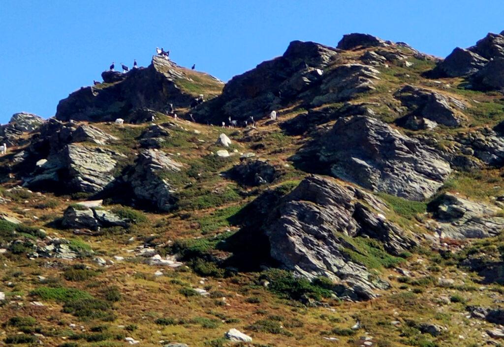 giunti in alta val di Sterla, veniamo avvistati da un numeroso branco di capre che ci puntano da lontano. Per fortuna stavolta non ci seguiranno ;)