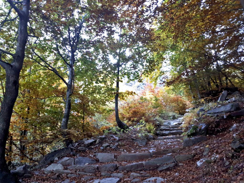 magia del bosco lungo il sentiero che porta a Scaredi