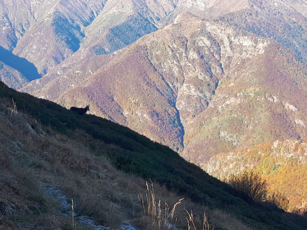 un bell'esemplare di camoscio a cui non sembro dare troppo fastidio